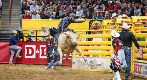 Cowboy riding bull at rodeo