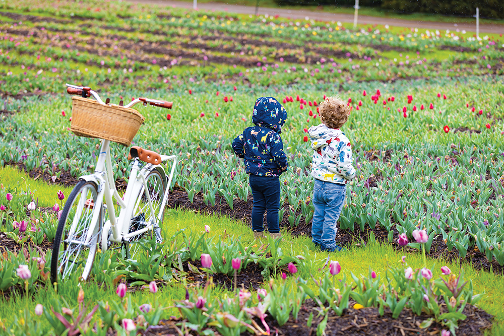 Families explore the tulip fields at Lucky Ladd Farms in Eagleville, TN.