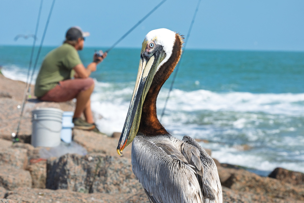 A Brown Pelican watches over fishermen on the Port Aransas South Jetty