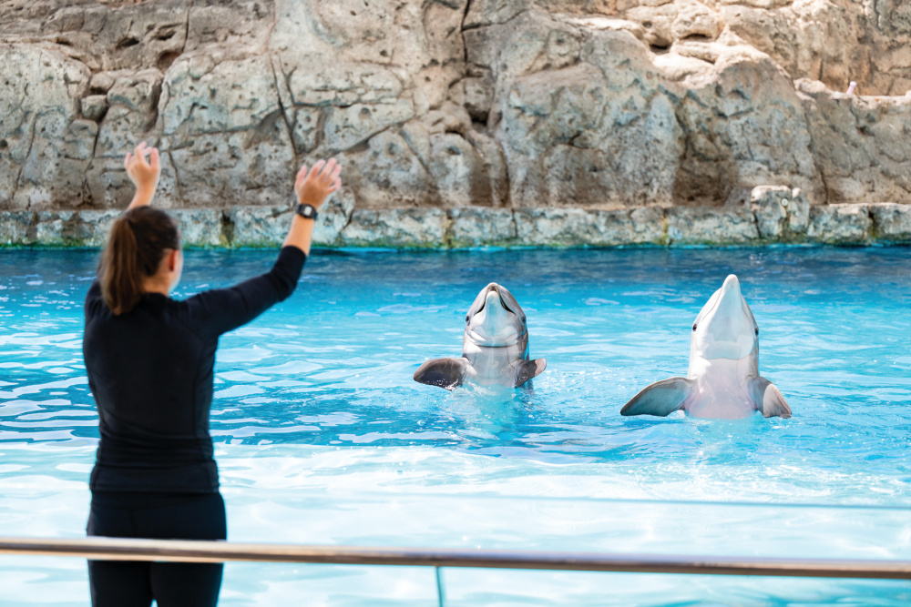 dolphin trainer at Texas State Aquarium