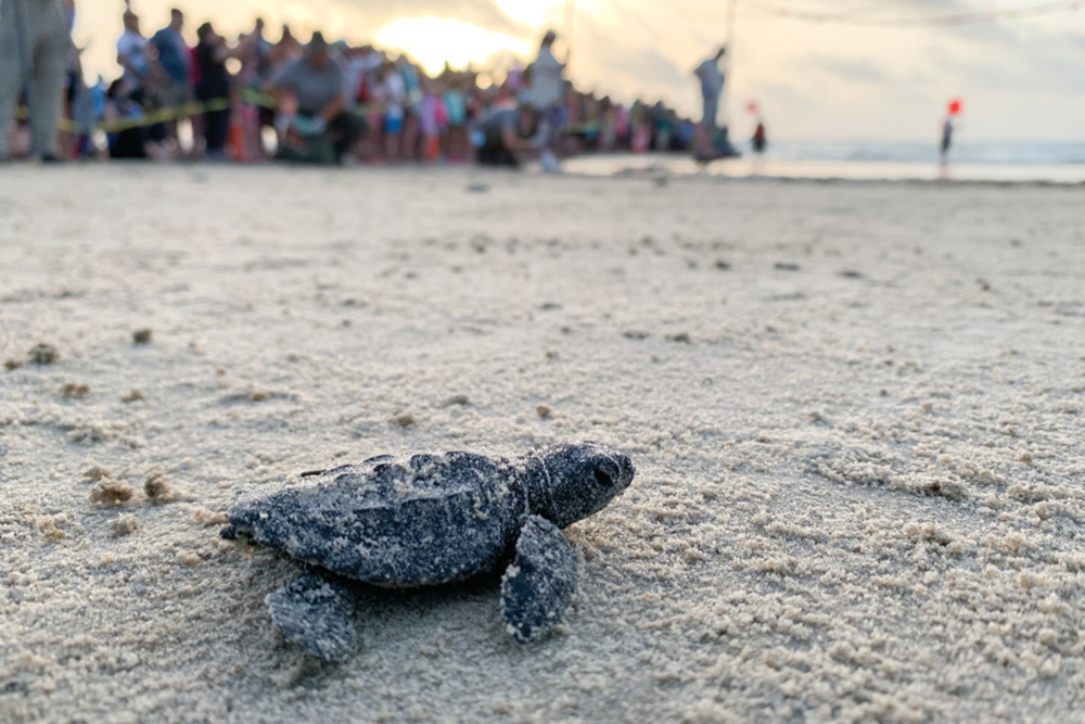 A kemps ridley sea turtle hatchling crawls to the gulf as a crowed looks on.
