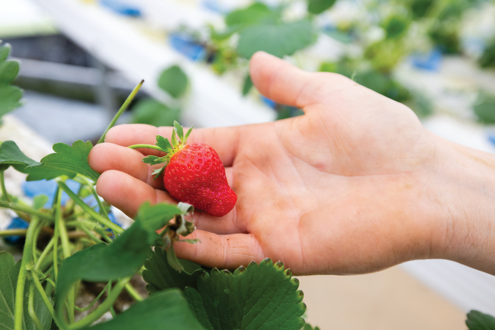 Jesse Hamilton holds a hydroponically grown strawberry in the greenhouse on campus at Alma Bryant High School in Irvington.