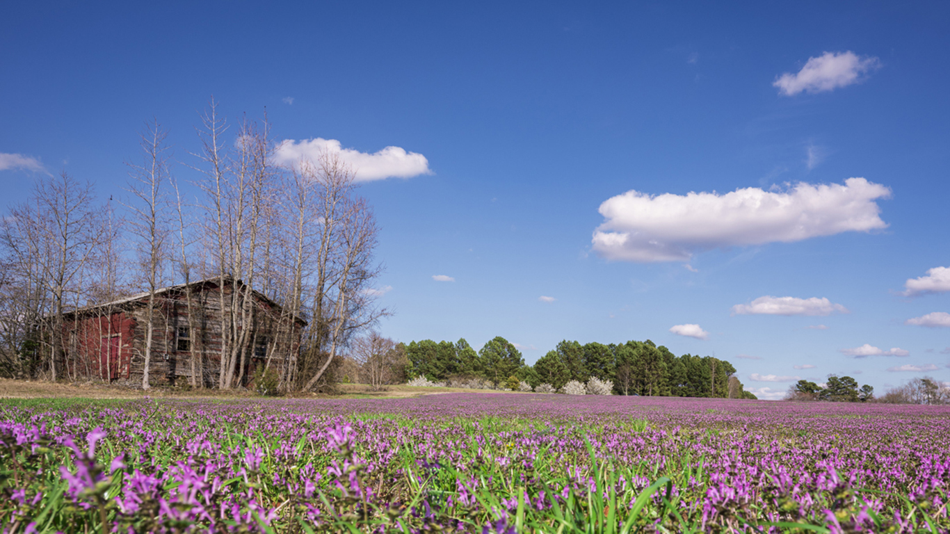 Weathered barn beside a field of pink wildflowers under a blue sky in Rolesville, North Carolina, photographed on March 7, 2026.